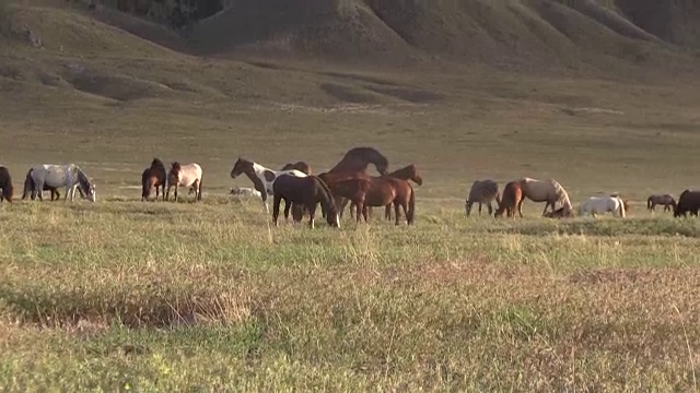 犹他州夏天的野马