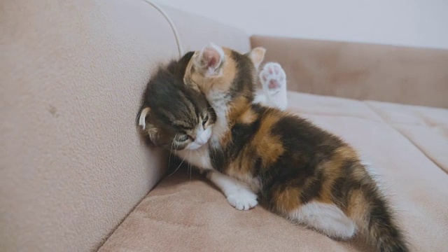 白色两只小猫玩着睡觉互相咬的慢动作视频。可爱的小猫小猫打架。小猫扮演着宠物生活方式的概念