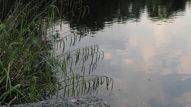 湖岸与甜草和其他植物摆动在风中