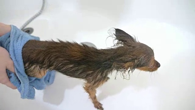 那只小猎犬是在浴缸里洗的。体积又大又白。狗在街上走后经常被清洗。使用独家洗发水。洗两只狗，先剪短毛，再剪长毛。