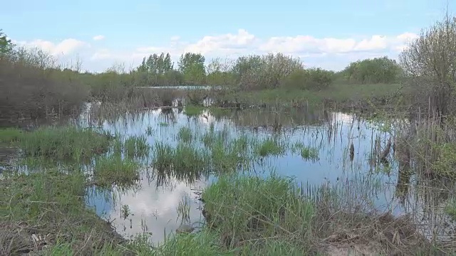 夏日沼泽全景图