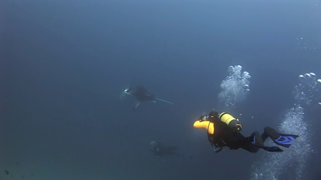 两名潜水员和蝠鲼水下背景反射的阳光在马尔代夫。