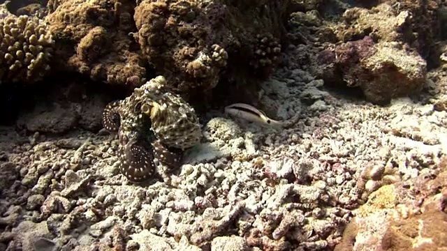 章鱼在马尔代夫的海底掩面。