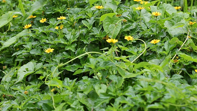 新加坡雏菊花与雨的特写