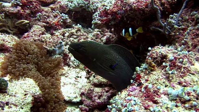 海鳗、海葵和小丑鱼在海底。