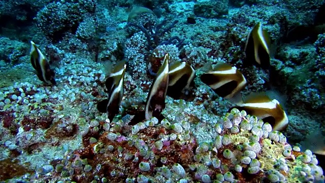 海鞘水下背景的海床在马尔代夫。