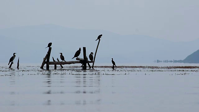 湖PRESPA,马其顿