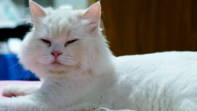 白色的波斯猫睡在床上