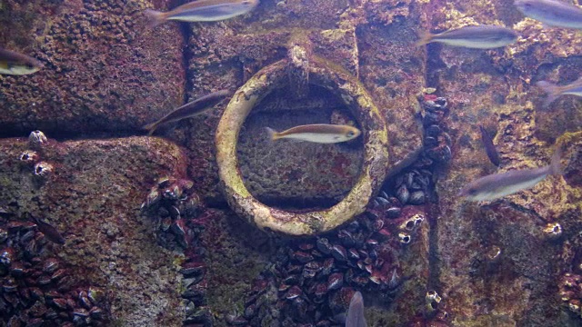 水下锚底淹没老船坞石壁鱼类-附软体动物纹理