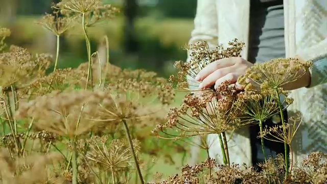 女用手切莳萝种子。在自己的花园里工作