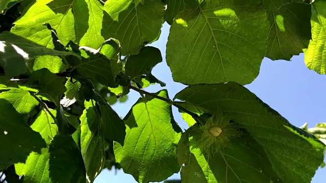 意大利皮埃蒙特塞雷托的榛子种植园