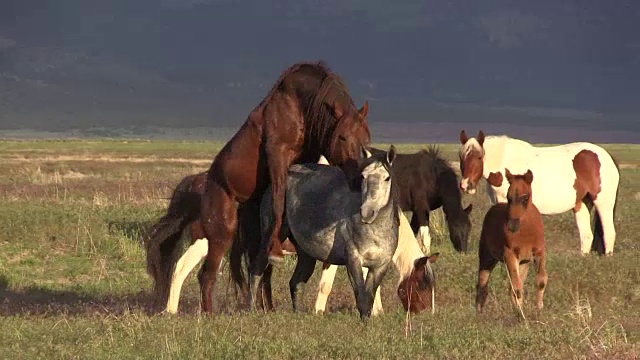 犹他沙漠中的野马