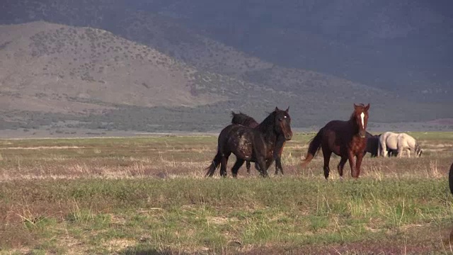 犹他沙漠中的野马