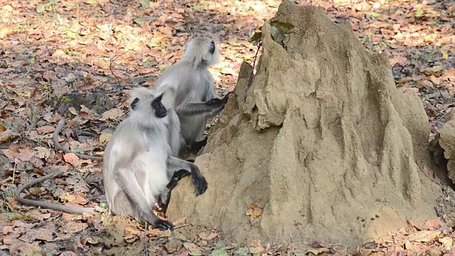 印度国家公园里的灰叶猴也叫哈努曼叶猴