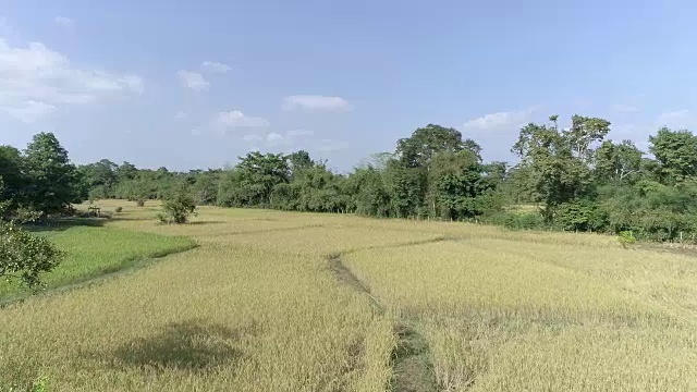 稻田鸟瞰图