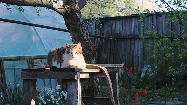 猫坐在树下的木椅上。猫在木栅栏和红色郁金香的背景下。猫在树下休息。模糊的背景