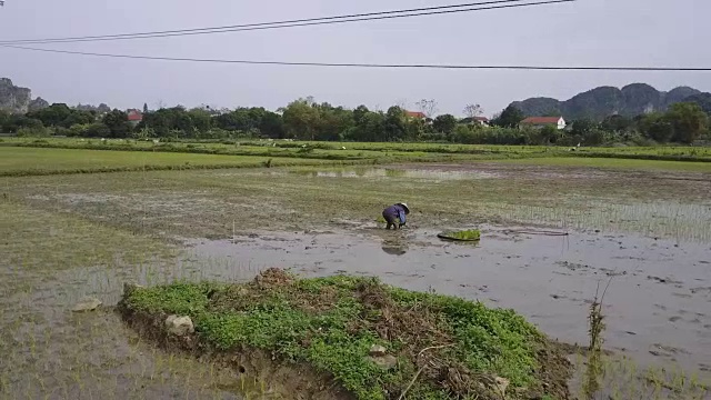 在稻田里种植水稻