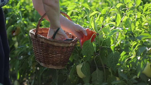 詳情圖-一個(gè)婦女，一個(gè)農(nóng)民，在她的花園里來到一個(gè)灌木叢，拿起一個(gè)修剪器，切下一個(gè)成熟的保加利亞辣椒，把修剪器放在一個(gè)掛在她手腕上的籃子里，檢查橙色蔬菜