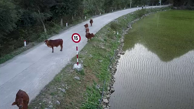 越南农村公路上的奶牛航拍