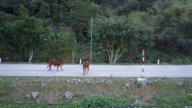 无人机拍摄越南乡村公路上的奶牛
