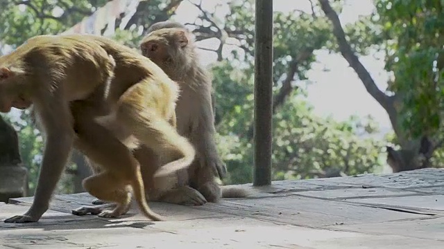 加德满都的猴子