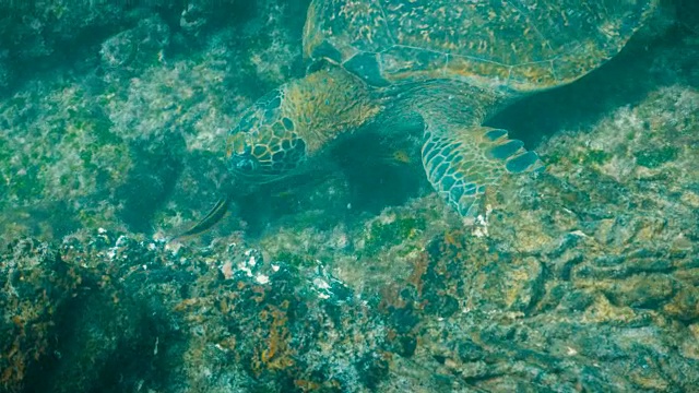 水下的绿色海龟在圣地亚哥岛进食的特写