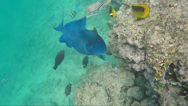 红海里的蓝色大鱼。埃及丰富的海底世界