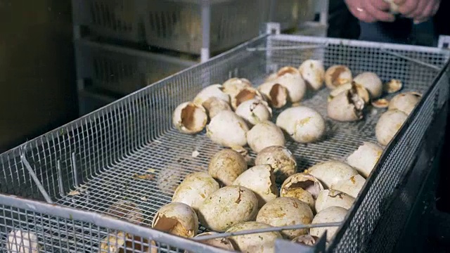 家禽饲养场的工作人员正在把小鸭子从蛋壳中取出