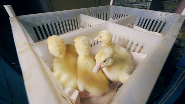 新生的小鸭子被放在一个塑料容器的不同部分