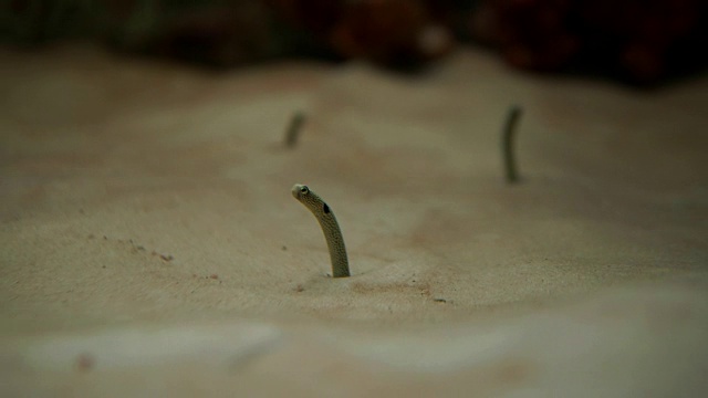 花园鳗鱼-金鱼鳗在水族馆