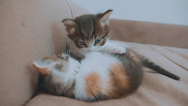 两只可爱的黄色虎斑短毛小猫在白色的背景上玩耍和打架