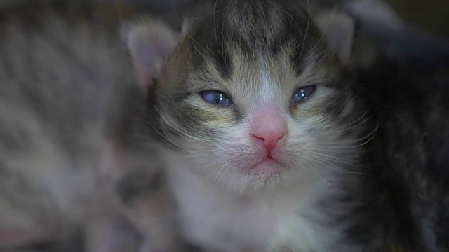 两只刚出生的小猫正在可爱地睡觉。新生小猫的生活方式来自猫的概念