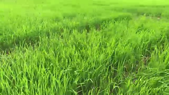 詳情圖-收獲的稻田