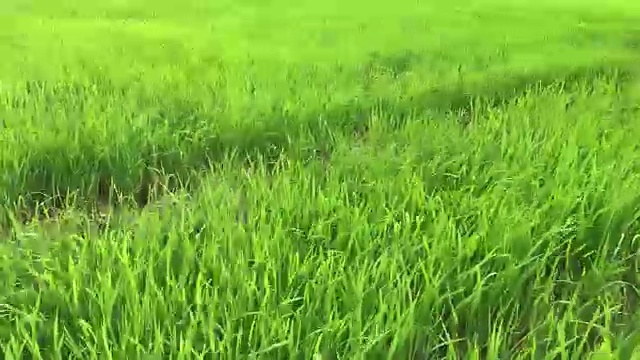 詳情圖-收獲的稻田
