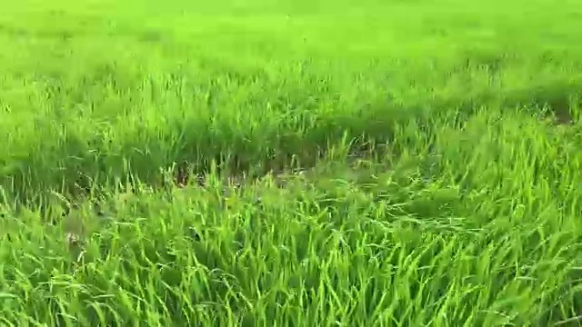 詳情圖-收獲的稻田