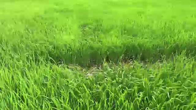 詳情圖-收獲的稻田