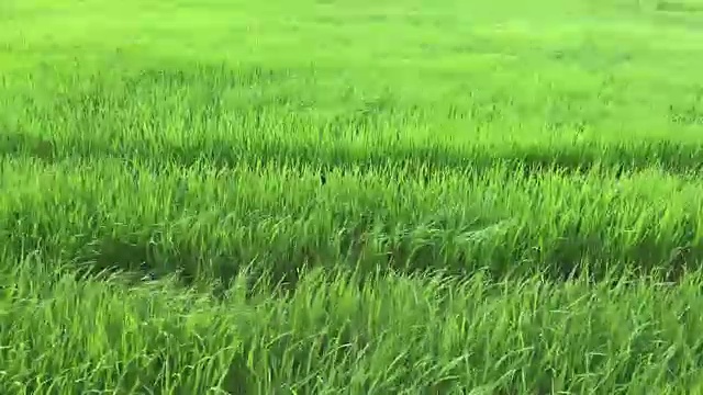 詳情圖-收獲的稻田