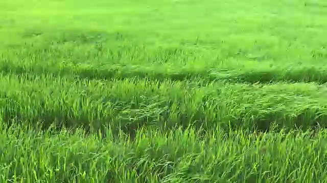 詳情圖-收獲的稻田