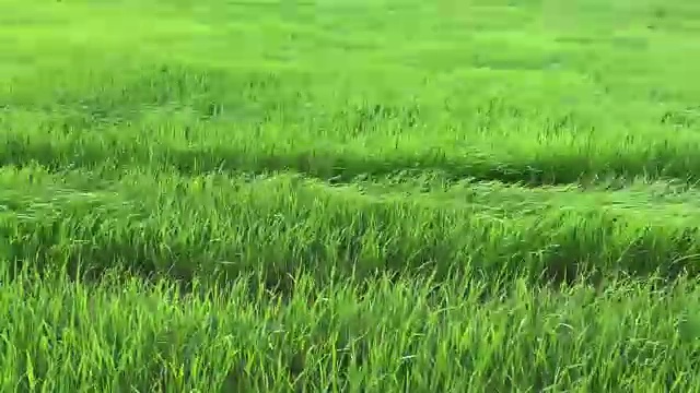 詳情圖-收獲的稻田
