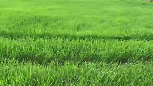 詳情圖-收獲的稻田