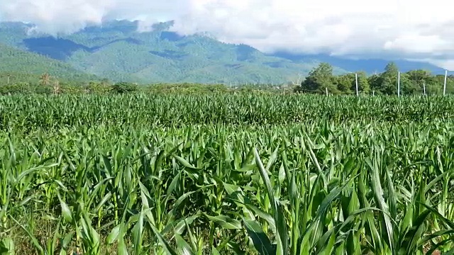 绿色的玉米地种植。