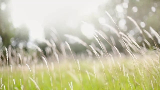 柔软的梦幻白色草羽毛在风与温暖的夏天阳光的光，柔软和清新的自然在秋天，一个春天或夏天的季节背景