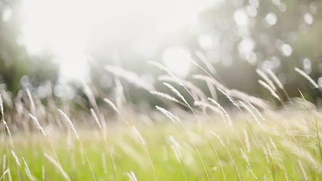 詳情圖-柔軟的夢(mèng)幻白色草羽毛在風(fēng)與溫暖的夏天陽光的光，柔軟和清新的自然在秋天，一個(gè)春天或夏天的季節(jié)背景