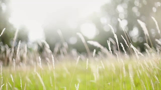 詳情圖-柔軟的夢(mèng)幻白色草羽毛在風(fēng)與溫暖的夏天陽光的光，柔軟和清新的自然在秋天，一個(gè)春天或夏天的季節(jié)背景