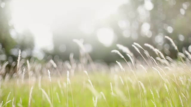 詳情圖-柔軟的夢(mèng)幻白色草羽毛在風(fēng)與溫暖的夏天陽光的光，柔軟和清新的自然在秋天，一個(gè)春天或夏天的季節(jié)背景