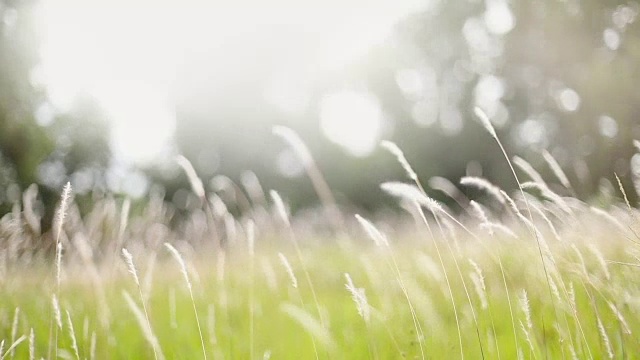 詳情圖-柔軟的夢(mèng)幻白色草羽毛在風(fēng)與溫暖的夏天陽光的光，柔軟和清新的自然在秋天，一個(gè)春天或夏天的季節(jié)背景
