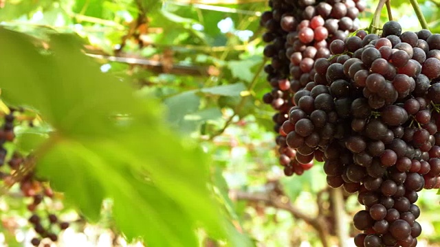 詳情圖-紫紅色的葡萄和綠色的葉子在藤上。新鮮的水果