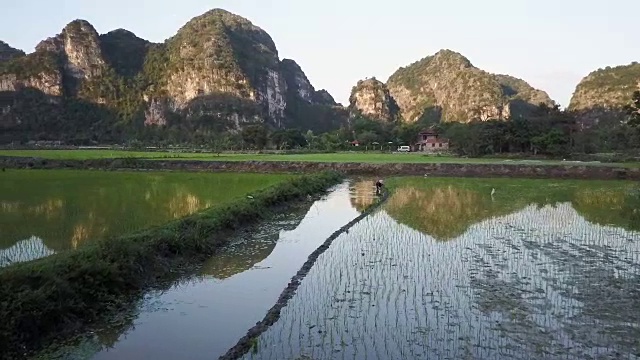 越南工人在稻田里种植水稻