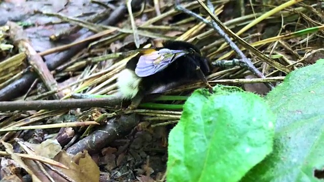 大黄蜂
