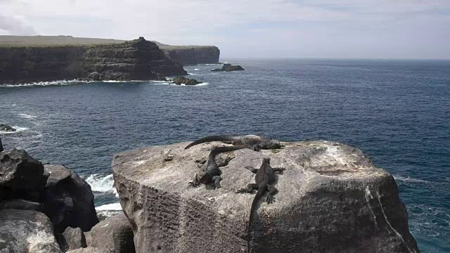 海鬣蜥在伊斯帕诺拉岛晒太阳